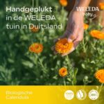 Weleda Samples Pakket | 40 stuks - Afbeelding 5